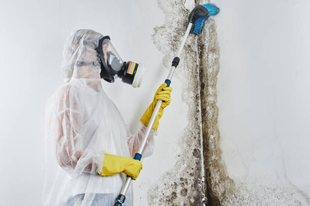 Best Crawl Space Mold Removal  in White Hall, IL