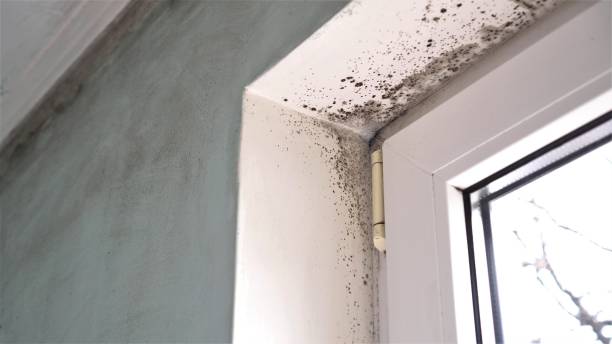Best Fast Mold Removal  in White Hall, IL