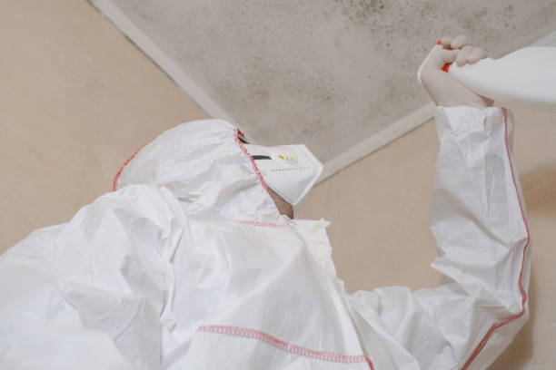 Best Local Mold Removal Service  in White Hall, IL