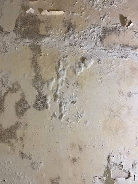Best Local Mold Removal Service  in White Hall, IL