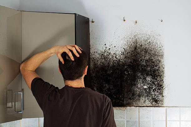 White Hall, IL Mold Removal Company