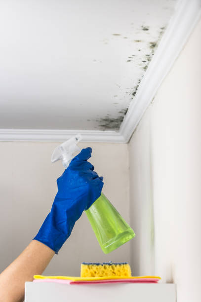 Best Toxic Mold Removal  in White Hall, IL